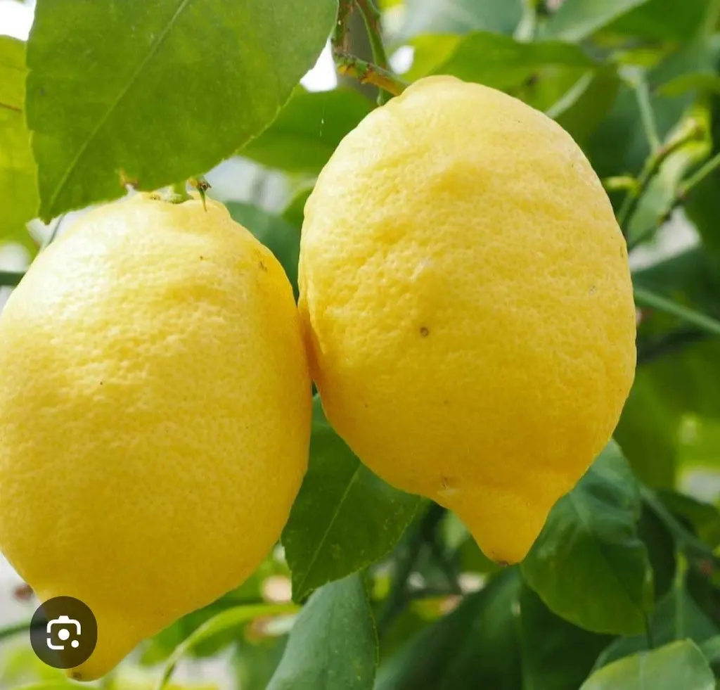 Technique de blanchiment des citrons pour préparations